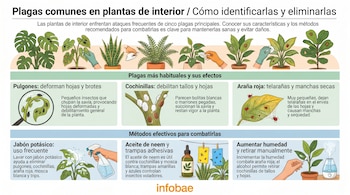 Infografía que muestra cinco tipos de plagas en plantas de interior y tres métodos para combatirlas, incluyendo jabón potásico, aceite de neem y humedad.