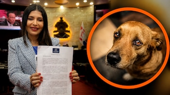 Honduras: Diputada propone hasta 6 años de cárcel por maltrato animal grave