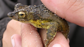 El sapo concho depende de