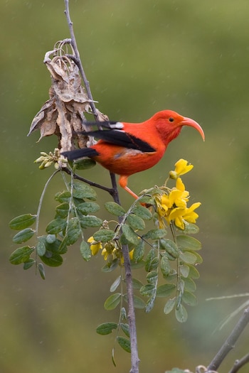 El 'I'iwi, un mielero hawaiano