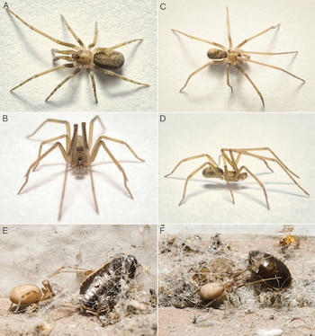 Seis fotografías macro de arañas. Las primeras cuatro muestran arañas de color marrón claro sobre un fondo blanco. Las dos últimas muestran una araña y un insecto oscuro en una telaraña