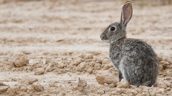 Ejemplar de conejo europeo. (Foto: