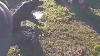 Indignante video: una mujer ató