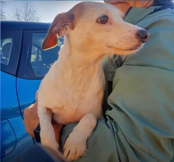 Millien es una cruz de