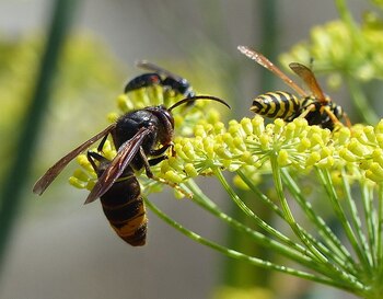 La expansión de estos depredadores