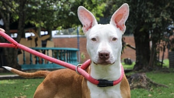 Katira, una perrita víctima de