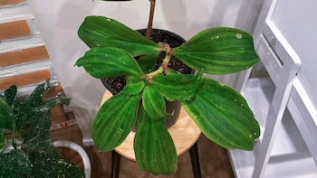 Esta planta contiene diversos beneficios