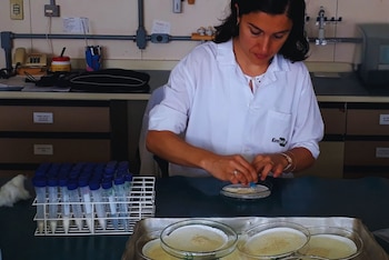 Laboratorio, investigadora, recipientes con grano de soja molido
