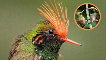 Una de las aves más