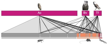 Diagrama con tres aves rapaces en la parte superior unidas por líneas a barras inferiores con un insecto, un ratón y un lagarto