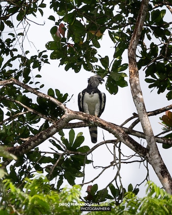 El registro del águila arpía aporta información sobre la distribución de la especie en Colombia y abre la posibilidad de reforzar el monitoreo en los bosques del Valle del Cauca - crédito Cortesía