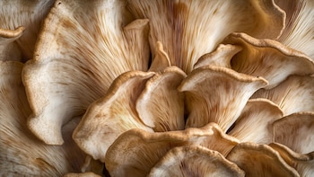 El hongo maitake es conocido estimular el sistema inmunológico
(Imagen Ilustrativa Infobae)