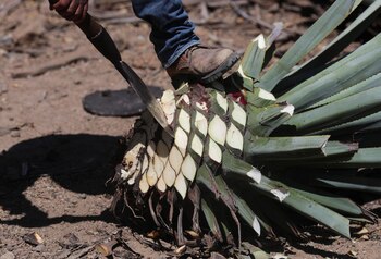 El alcohol se ha utilizado