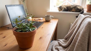 Escritorio de madera con un ordenador portátil, una planta Peperomia dahlstedtii en maceta de terracota, gafas y una taza. Un gato atigrado descansa en el alféizar de una ventana.