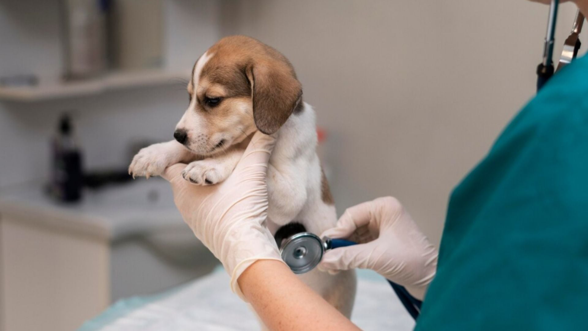 Campaña veterinaria gratis para este martes 21 de julio: ¿Dónde y cuáles son los servicios disponibles?