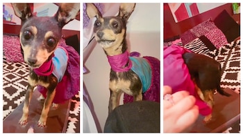 Disecan perro tras su muerte