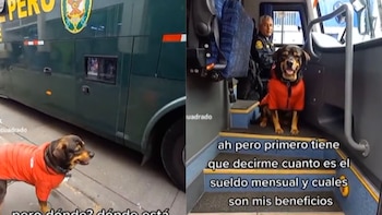 Perrito que quiere volverse policía