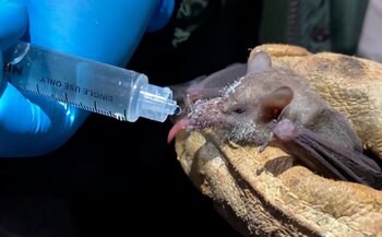 Tanto Khosta-2 como SARS-CoV-2