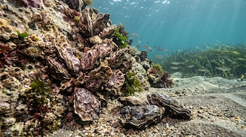 Grupo de ostras con conchas rugosas sobre una roca sumergida y arena en el lecho marino con algas y peces.