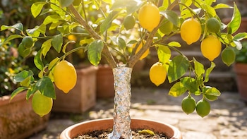 El truco con papel aluminio para proteger el tronco de tu limonero
