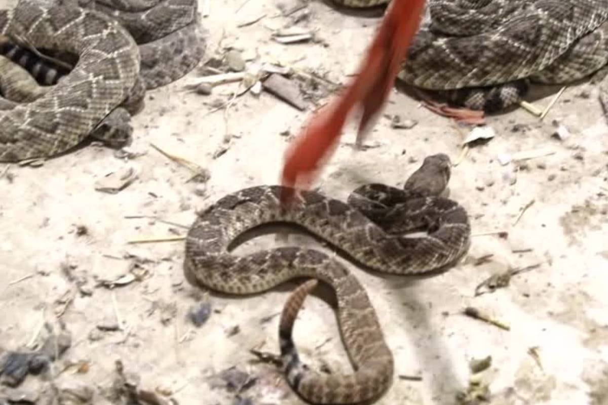 La Reserva Sonorense McDowell y el parque South Mountain concentran avistamientos frecuentes de serpientes de cascabel por sus características naturales y cercanía urbana (Reuters)