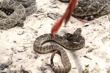 Varias serpientes de cascabel grises y marrones en un suelo claro y arenoso. Una pinza roja está manipulando cuidadosamente una de las serpientes