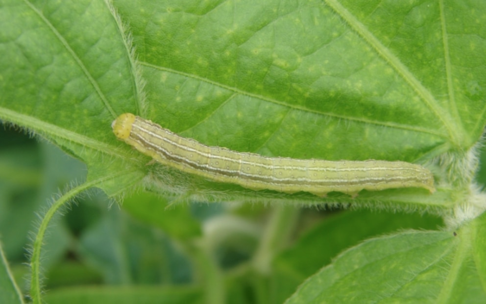 Nueva biotecnología para la soja promete un salto en el control de malezas y plagas