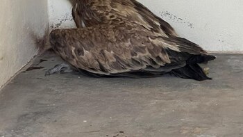 Liberado un buitre leonado en