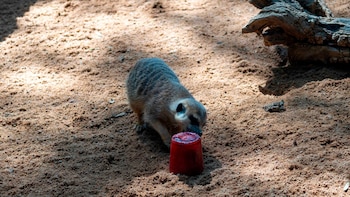 Una suricata se refresca con un polo. (BIOPARC Valencia)