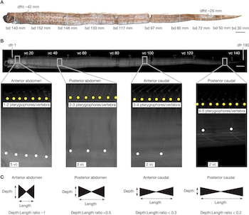 Fotografía de un pez alargado con medidas, una radiografía de su esqueleto y cuatro esquemas gráficos de proporciones vertebrales