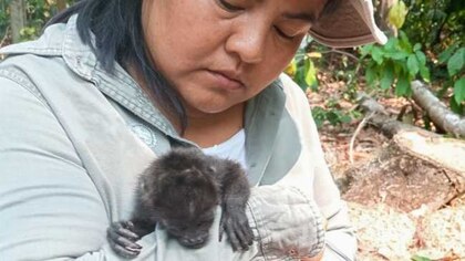 Descartan nuevas enfermedades o residuos tóxicos en cadáveres de monos aulladores en Chiapas y Tabasco