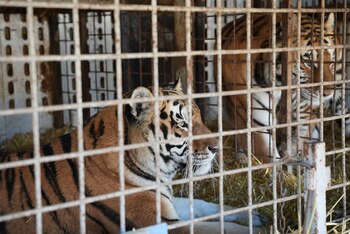 El comercio de tigres para