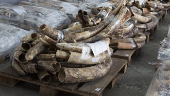 Una operación de Interpol incauta