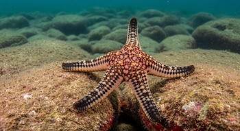 Las estrellas de mar logran