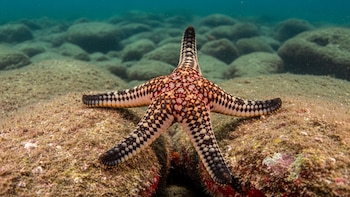 El sorprendente sistema que permite