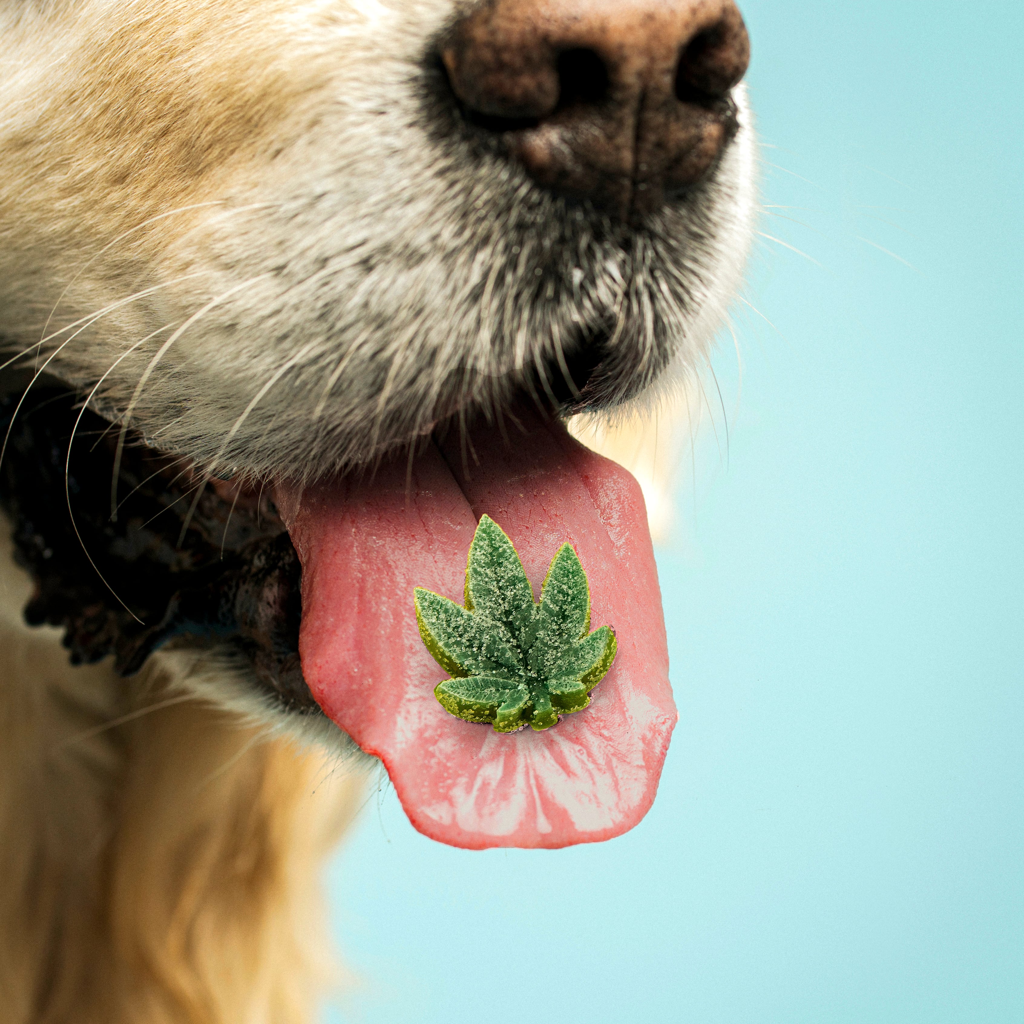 Consumir CBD para aliviar el dolor, la ansiedad y el estrés se ha convertido en una rutina para muchos estadounidenses. Por ello, no es de extrañar que algunas personas se pregunten si también pueden administrar CBD a sus perros (Pablo Delcan/The New York Times)