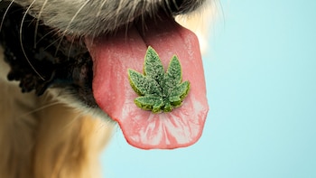 ¿El CBD es bueno para tu mascota?