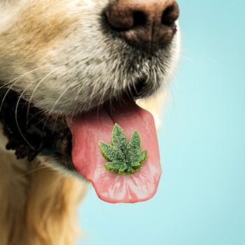 Taking CBD for pain, anxiety and stress has become routine for many Americans. So itÕs not surprising that some people wonder if they can give their dogs CBD, too. (Pablo Delcan/The New York Times) Ñ FOR EDITORIAL USE ONLY WITH STORY SCI DOGS CBD BY ERICA SWEENEY OF AUG. 24, 2026. ALL OTHER USE PROHIBITED. Ñ