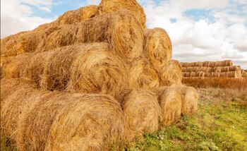 Los flujos de caja se ven afectados por la necesidad de comprar alimentos para suplementar la falta de pasto (Revista Chacra)