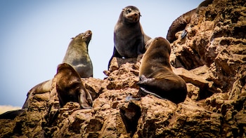 Muerte inusual de lobos marinos en áreas protegidas de Ica activa medidas de vigilancia del Sernanp