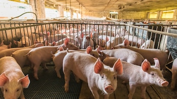 Crecieron 161% las exportaciones porcinas desde Argentina