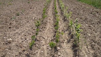 El agua de sistema de riego agrícola puede ser reservorio ambiental de la bacteria que causa legionelosis, según estudio