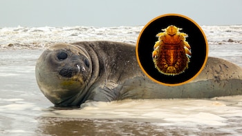 La foca más grande del