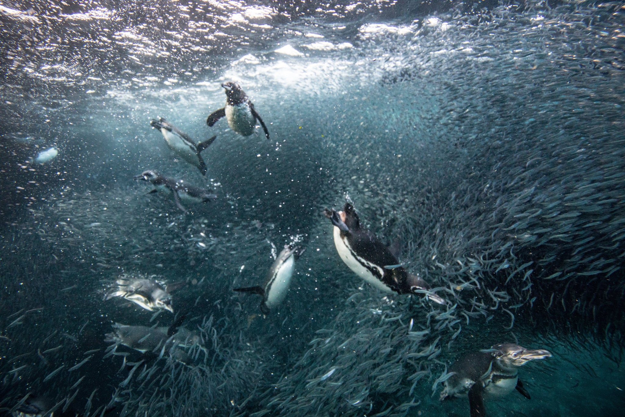 Los pingüinos de Galápagos, los piqueros de patas azules, los petreles, los cormoranes no voladores, los albatros y los lobos marinos figuran entre las especies más expuestas a El Niño. (Josh Haner/The New York Time)