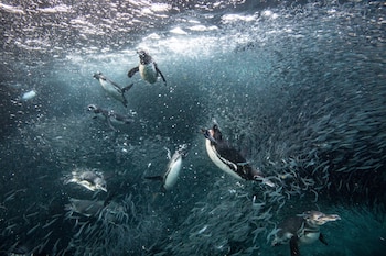 Los pingüinos de Galápagos, los piqueros de patas azules, los petreles, los cormoranes no voladores, los albatros y los lobos marinos figuran entre las especies más expuestas a El Niño. (Josh Haner/The New York Time)