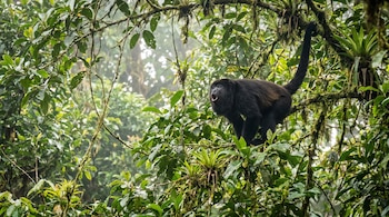 Mono aullador negro de boca abierta sobre un árbol frondoso con hojas verdes, ramas, lianas y plantas epífitas en un bosque brumoso.