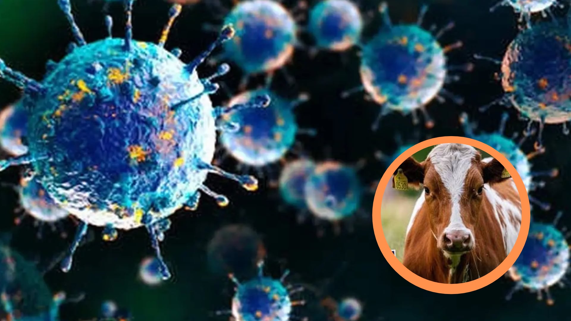 ¿Debemos preocuparnos por el virus Shamonda en Perú? Infectólogo explica qué se sabe del primer caso humano en Francia
