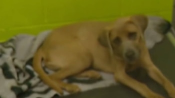 Un perro de pelaje marrón claro está acostado sobre una manta estampada de color blanco, negro y gris. Detrás hay una pared verde