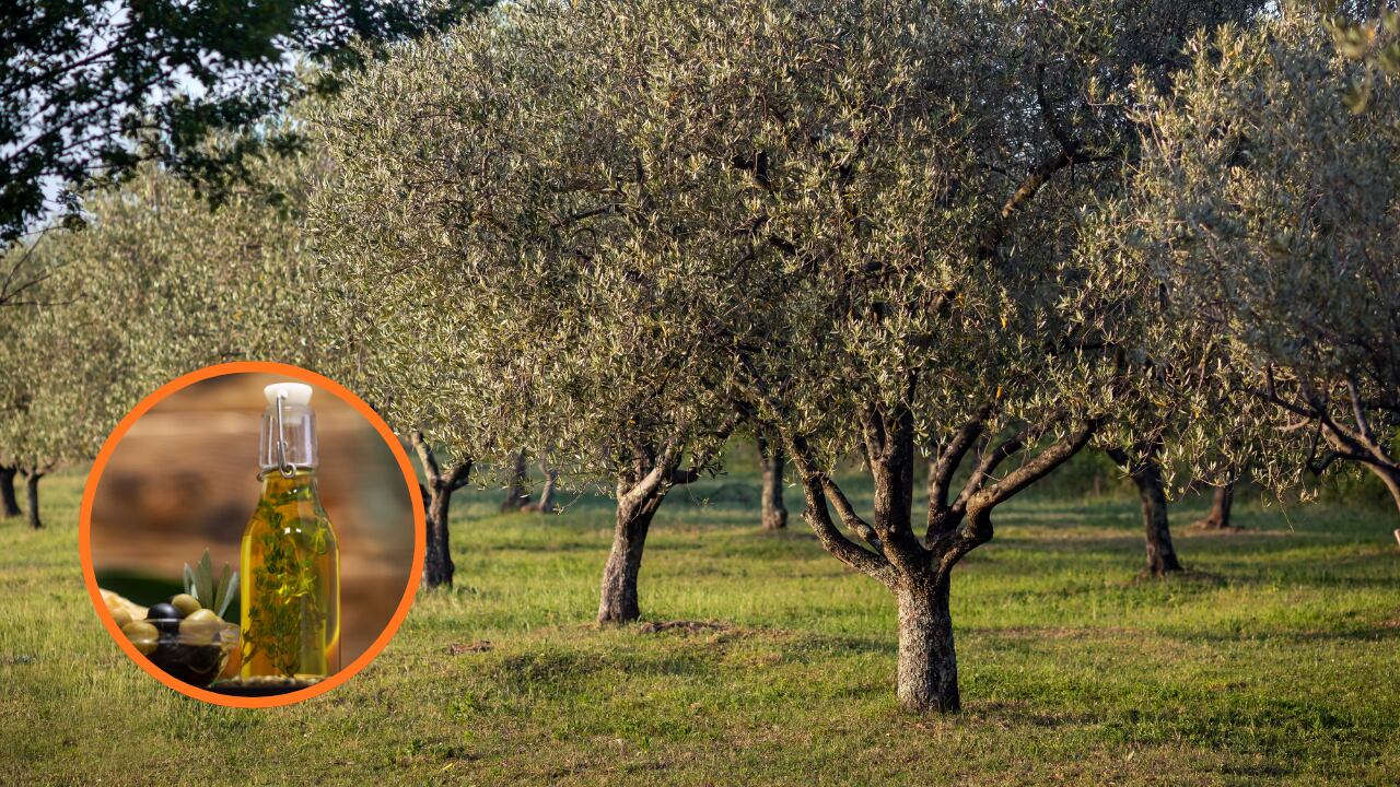 En un barrio de Roma cosechan aceitunas y reparten el aceite con los vecinos. Freepik