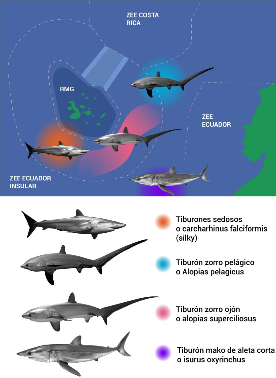 Zonas de bycatch o pesca incidental de cuatro especies de tiburones que nadan en las aguas de Galápagos. (Infografía de Daniela Hidalgo/ GK).